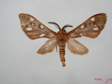 Pseudothyretes nigrita